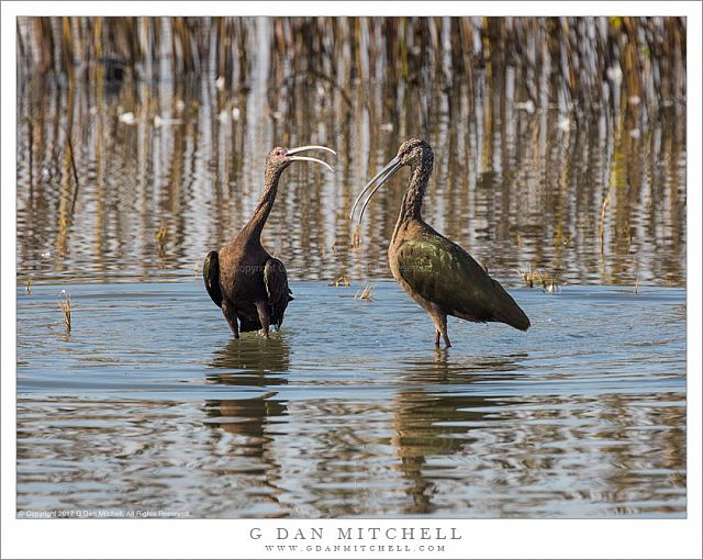 Two White-Faced Ibises