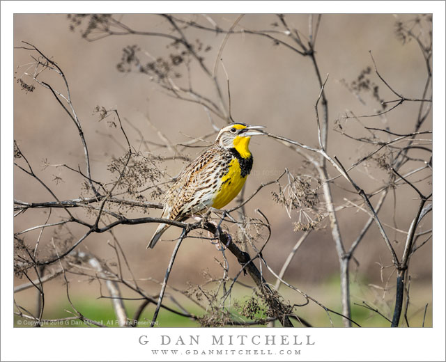 Western Meadowlark