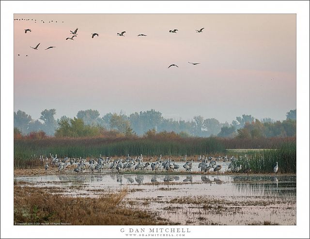 Wetlands Cranes, Dawn