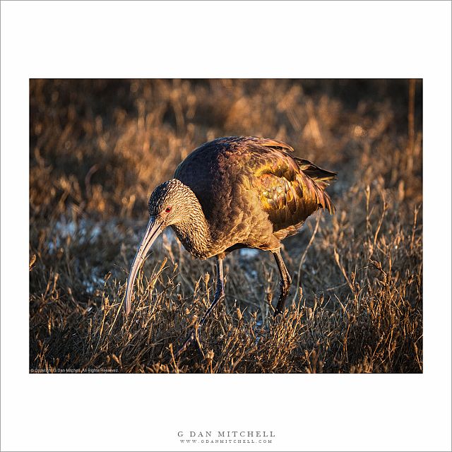 White-Faced Ibis