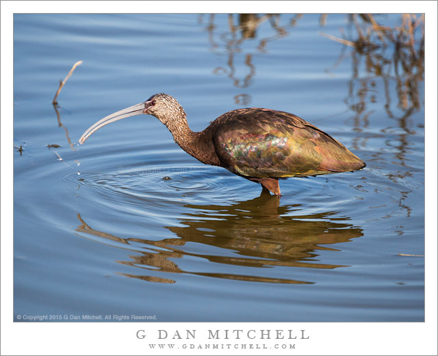 White Faced Ibis