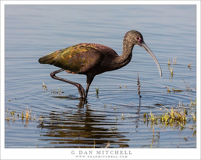 White-Faced Ibis