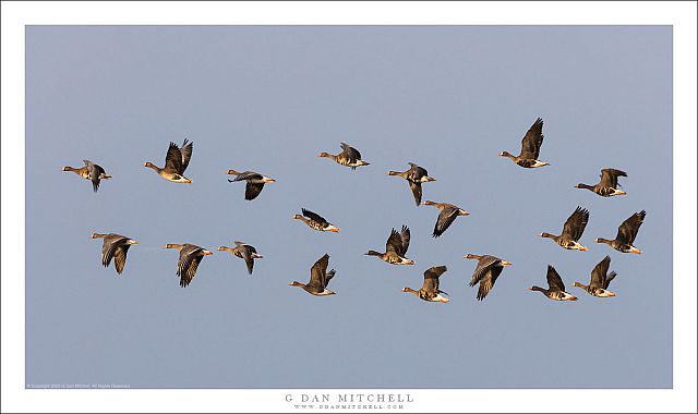 White-Fronted Geese in Flight