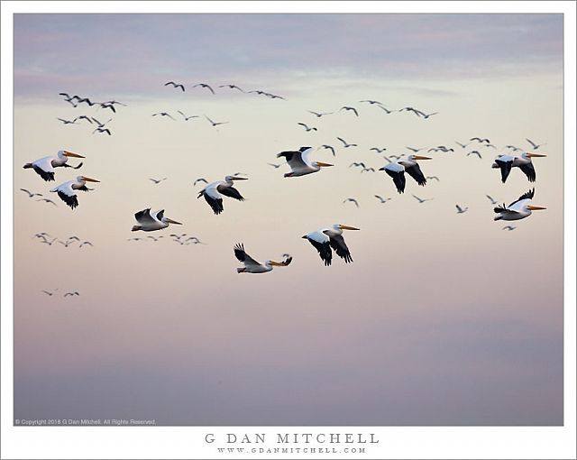 White Pelicans, Autumn Sky