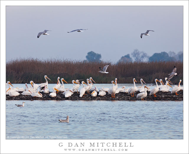 WhitePelicanFlockMercedNWR20121211