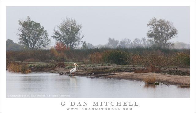 White Pelican, Marsh