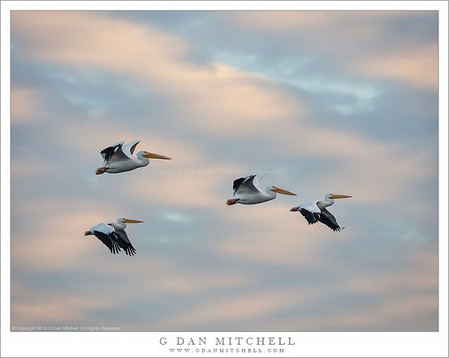 White Pelicans, Clouds