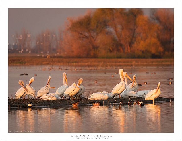 White Pelicans, Sunset Light