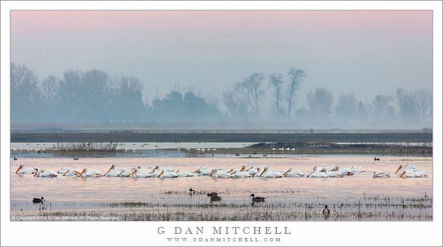 White Pelicans, Pond