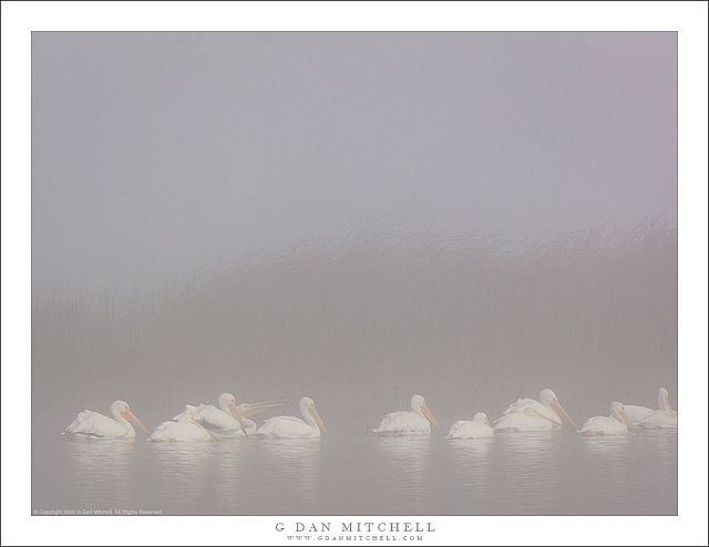 White Pelicans, Tule Fog