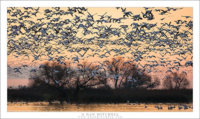 Winter Geese, Wetlands Dawn