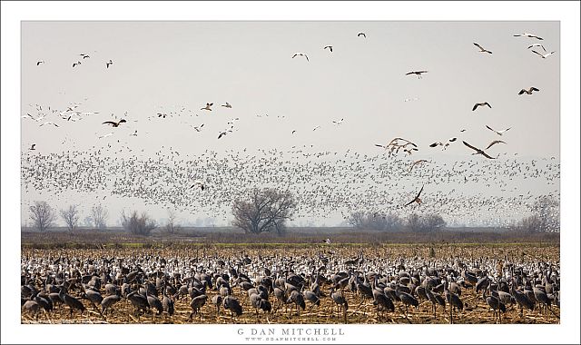 Winter Landscape, Geese and Cranes