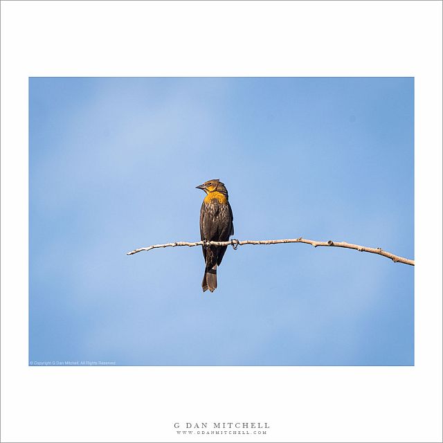 Yellow-Headed Blackbird