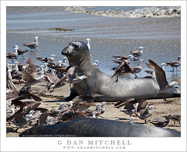 YoungElephantSealAndGulls20090702