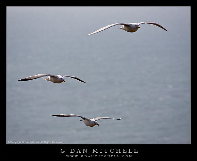 gullFormation20080301