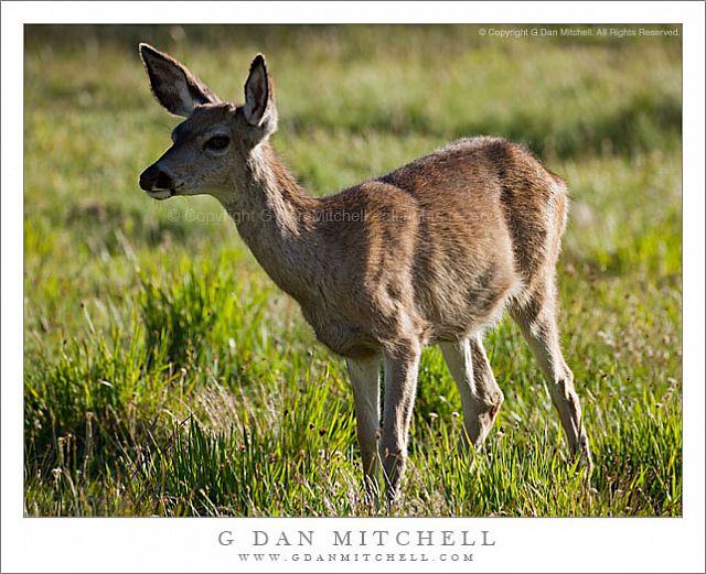 DeerTuolumneMeadows20090709