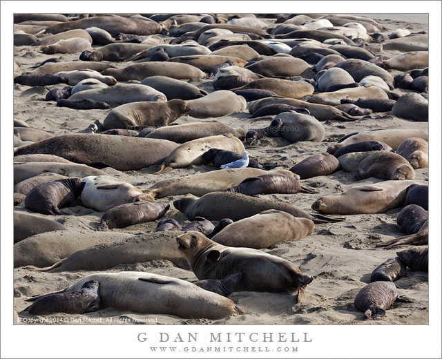 ElephantSealNurseryPiedrasBlancas20140131