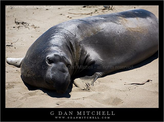 ElephantSealSand20080721