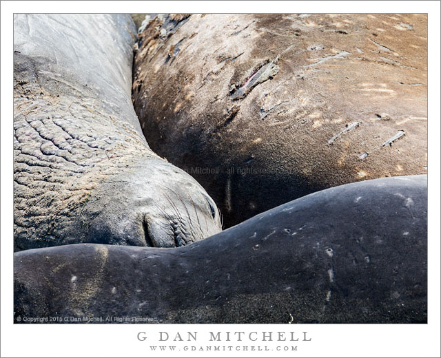 Sleeping Elephant Seal