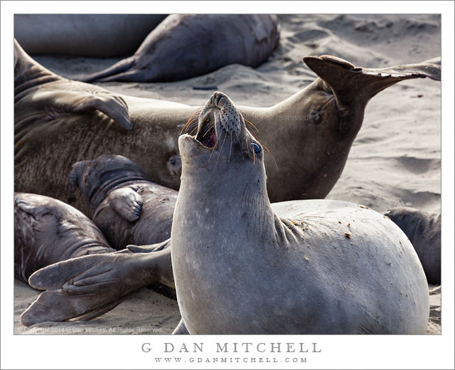 ElephantSealVocalizingPiedrasBlancas20140131