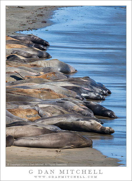 ElephantSealsBeachBlueReflectSky20140724