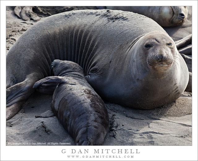 ElephantSealsMotherChildPiedrasBlancas20140131