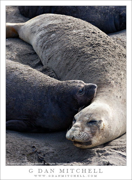 ElephantSealsMotherPupBlackWhite20140131