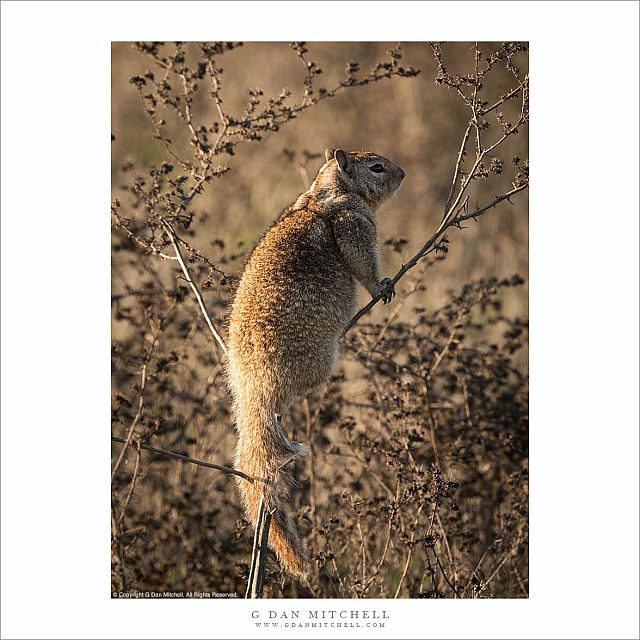 Ground Squirrel