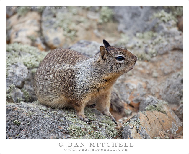 GroundSquirrelStandingAllFours20110721