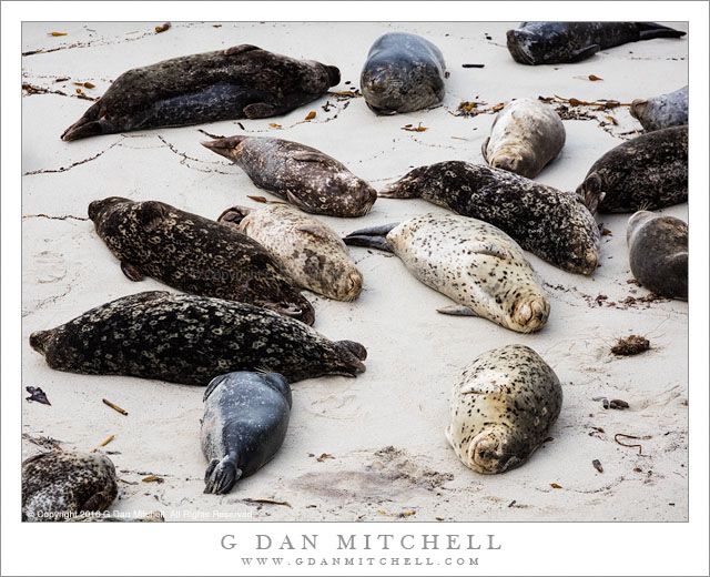 Harbor Seals