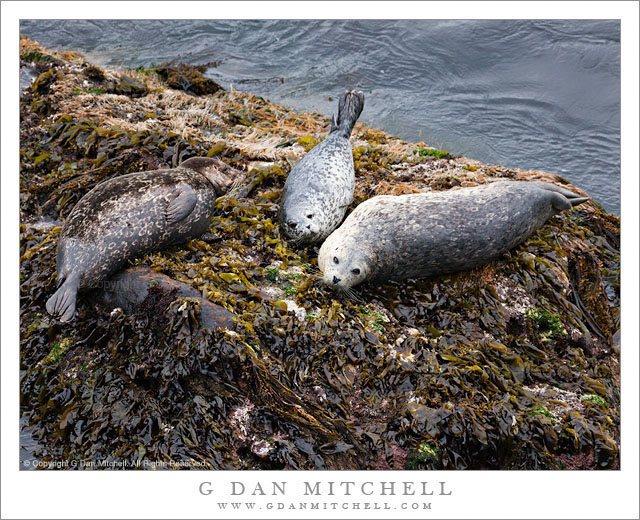 HarborSealsThreePointLobos20090426