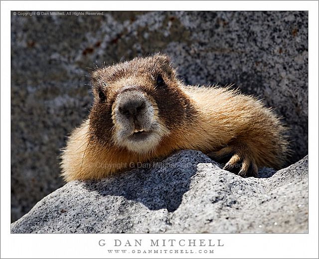 Crouching Marmot