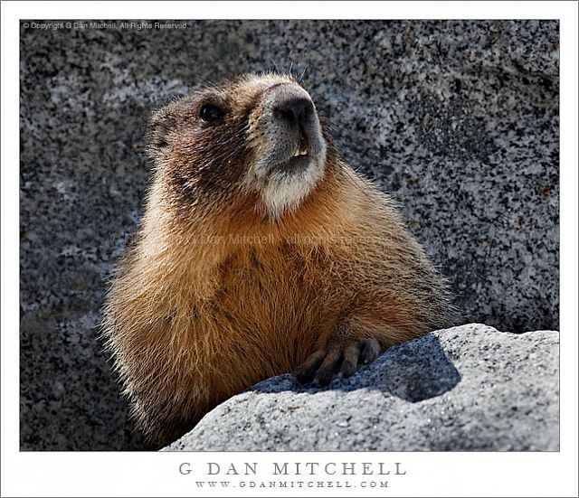 MarmotOlmsted 1 20100605