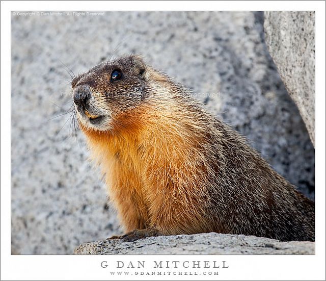 MarmotOlmsted 3 20100605