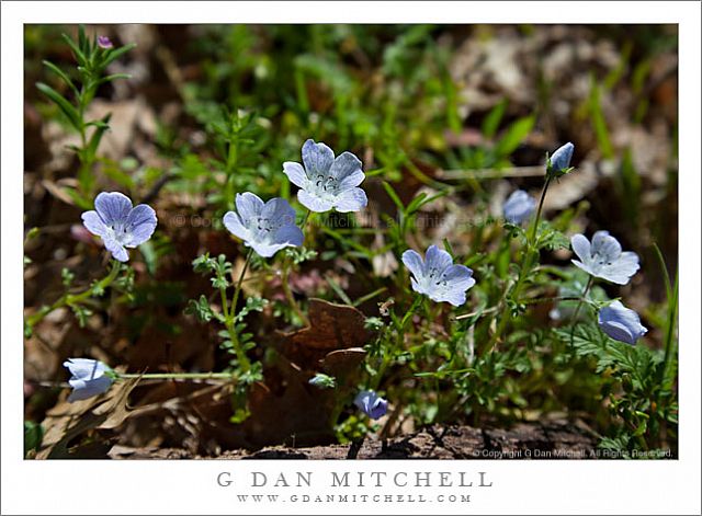 BabyBlueEyesFlowers20090419