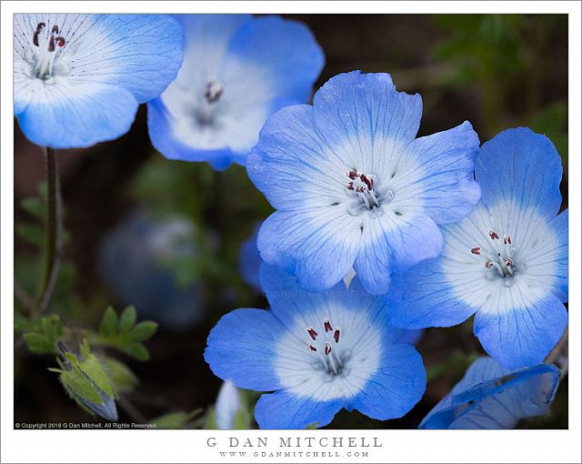 Baby Blue Eyes Flowers