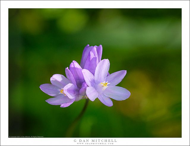 Blue Dicks Flowers