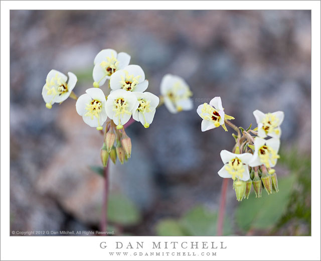 BrownEyedEveningPrimroseBlossomsDEVA20100327