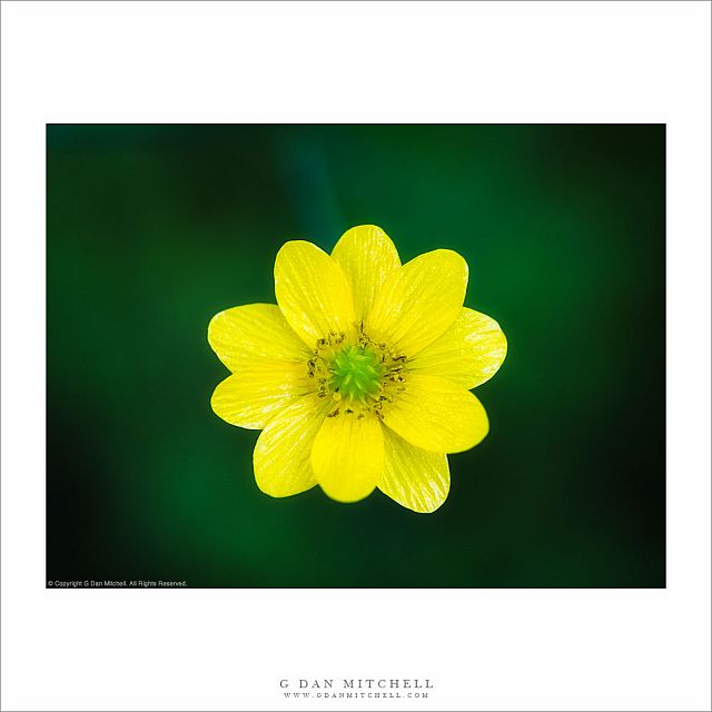 California Buttercup