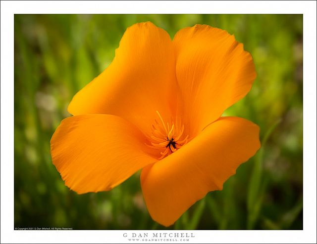 California Golden Poppy