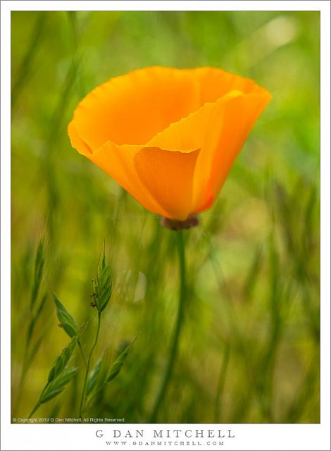 California Golden Poppy, Spring Grass