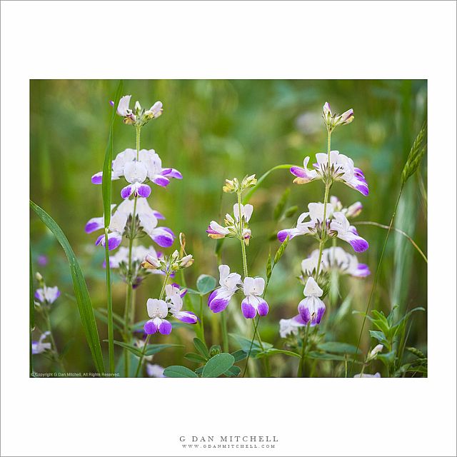Chinese Houses Flowers