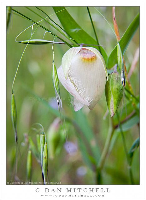 White Globe Lily Flower