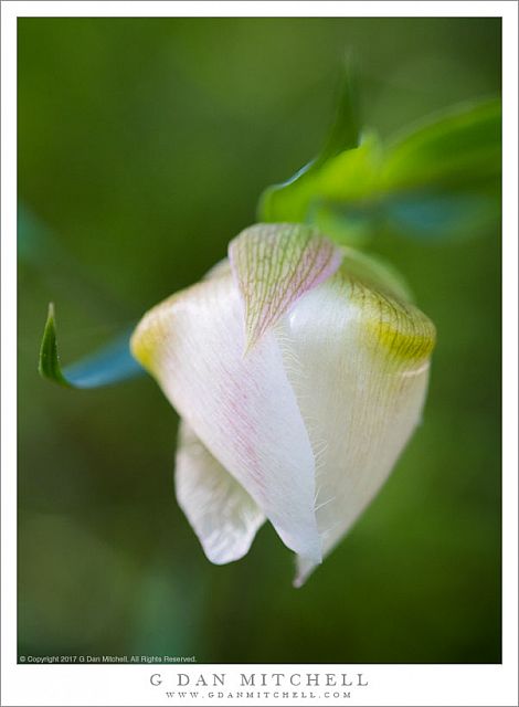 White Globe Lily