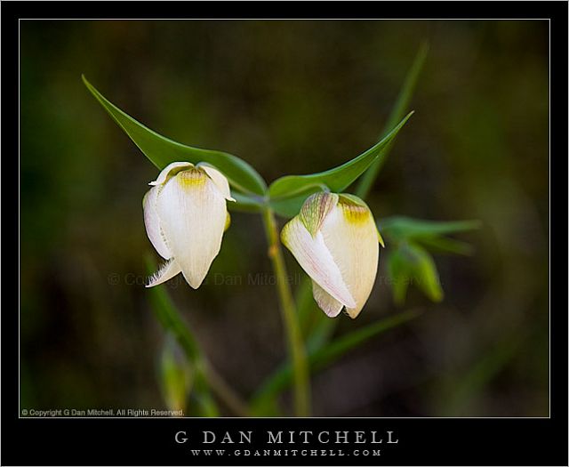 White Globe Lily Flowers