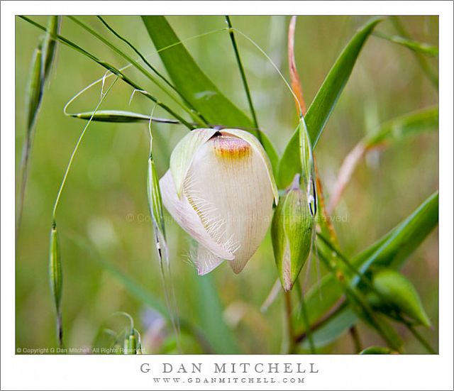 White Globe Lily And Grasses