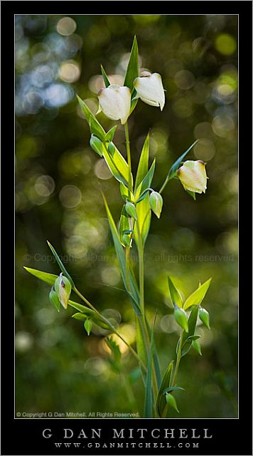 White Globe Lily Plant