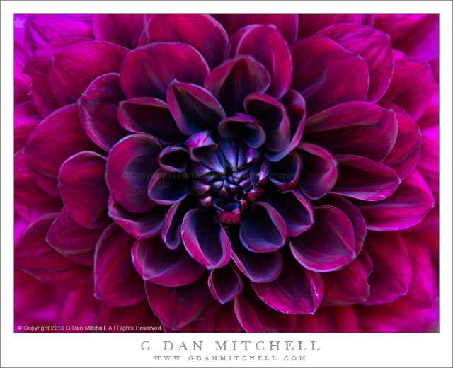 Dahlia