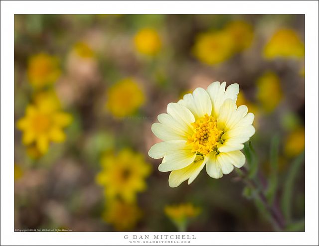 Spring Flowers