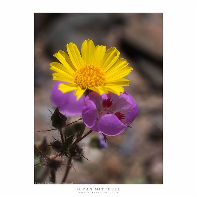 Desert Gold and Desert Five-Spot